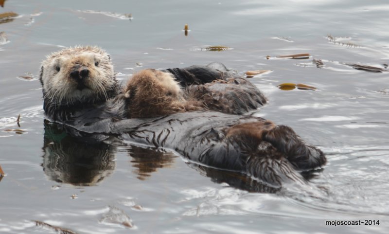 pointlobos_2.jpg