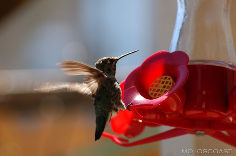 annashummingbird.jpg