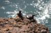 pigeonguillemots_small.jpg